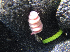 Glyceridae