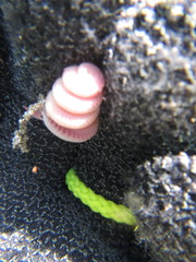 Glyceridae