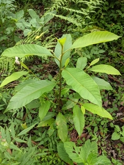 Magnolia champaca