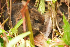 Sylvilagus gabbi