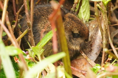 Sylvilagus gabbi