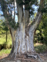 Eucalyptus pulchella