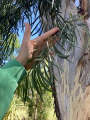 Eucalyptus pulchella