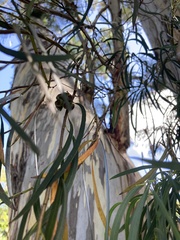 Eucalyptus pulchella