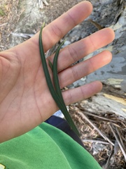 Eucalyptus pulchella