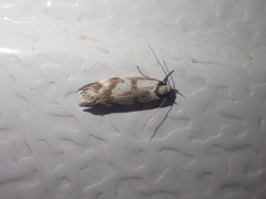 Chezala brachypepla