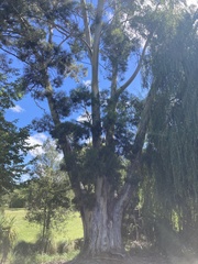 Eucalyptus pulchella