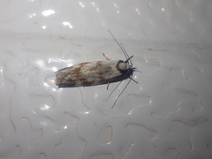 Chezala brachypepla