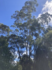 Eucalyptus pulchella