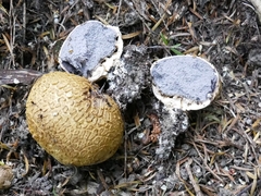 Scleroderma flavidum macrosporum