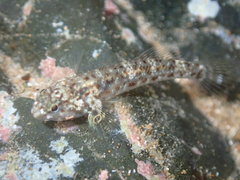 Bathygobius cocosensis