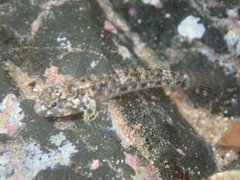 Bathygobius cocosensis