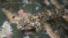 Bathygobius cocosensis