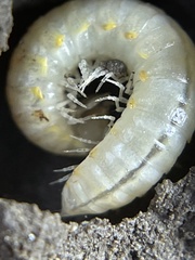 Xystodesmoidea