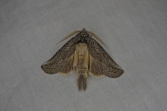 Scythrophanes stenoptera