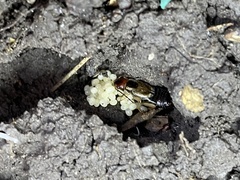 Forficula auricularia