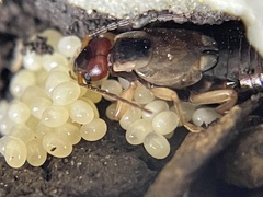 Forficula auricularia