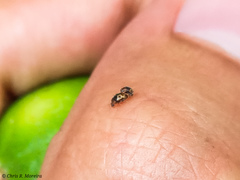 Scymnobius galapagoensis