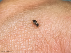 Scymnobius galapagoensis