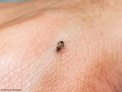 Scymnobius galapagoensis