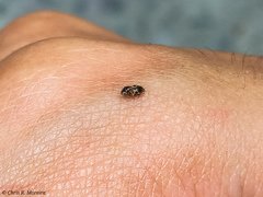 Scymnobius galapagoensis