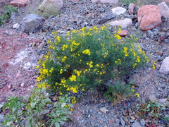 Senecio pinnatus