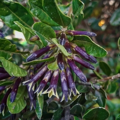 Cestrum buxifolium