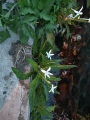 Hippobroma longiflora