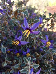 Solanum orbiculatum