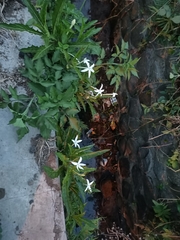 Hippobroma longiflora
