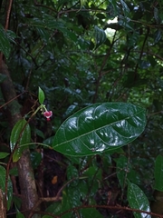 Garcia parviflora