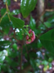 Garcia parviflora