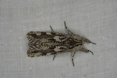 Endoxyla coscinophanes