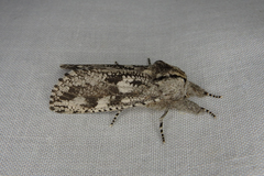 Endoxyla coscinophanes