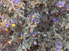 Solanum orbiculatum