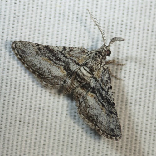 Eubarnesia ritaria (Grossbeck, 1910)