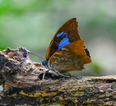 Mesoprepona pheridamas