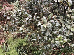 Lindera akoensis