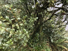 Lindera akoensis