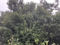 Lindera akoensis