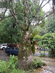 Brachychiton rupestris