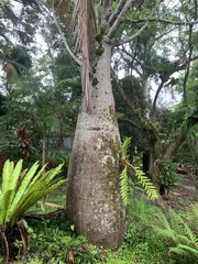 Brachychiton rupestris