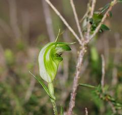 Pterostylis alveata