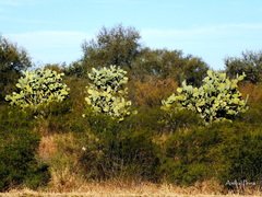 Opuntia quimilo