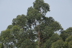 Accipiter trivirgatus