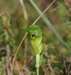 Pterostylis alveata