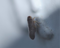 Omolicna