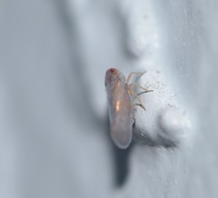 Omolicna