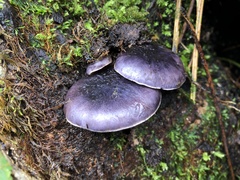 Omphalotus japonicus