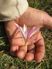 Zephyranthes mesochloa
